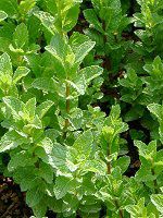 �X�y�A�~���g(Spearmint)