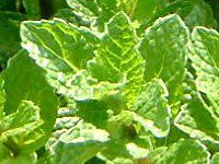 �X�y�A�~���g(Spearmint)