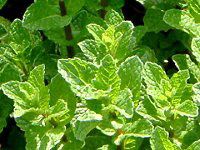 �X�y�A�~���g(Spearmint)