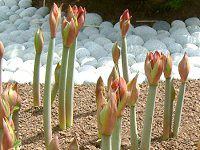 �A�}�����X(Amaryllis)