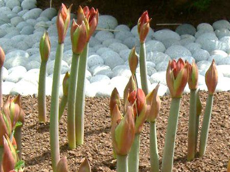 �A�}�����X(Amaryllis)