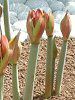 �A�}�����X(Amaryllis)