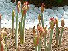 �A�}�����X(Amaryllis)