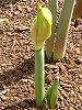 �A�}�����X(Amaryllis)