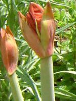�A�}�����X(Amaryllis)