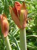 �A�}�����X(Amaryllis)