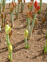 �A�}�����X(Amaryllis)