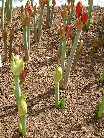 �A�}�����X(Amaryllis)