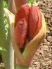 �A�}�����X(Amaryllis)