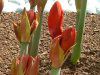 �A�}�����X(Amaryllis)