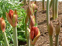 �A�}�����X(Amaryllis)