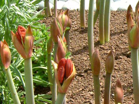 �A�}�����X(Amaryllis)