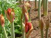 �A�}�����X(Amaryllis)