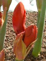 �A�}�����X(Amaryllis)