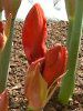 �A�}�����X(Amaryllis)