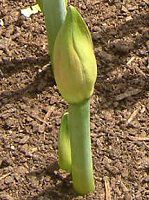 �A�}�����X(Amaryllis)
