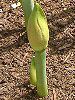 �A�}�����X(Amaryllis)
