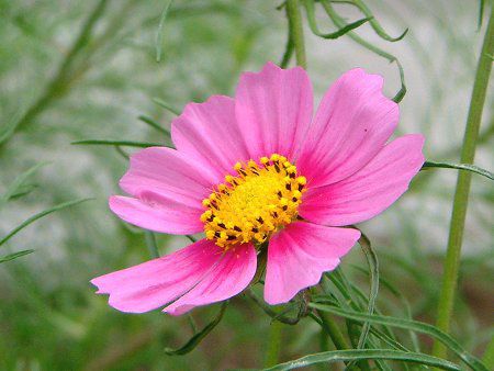 �R�X���X(Cosmos)