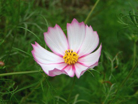 �R�X���X(Cosmos)