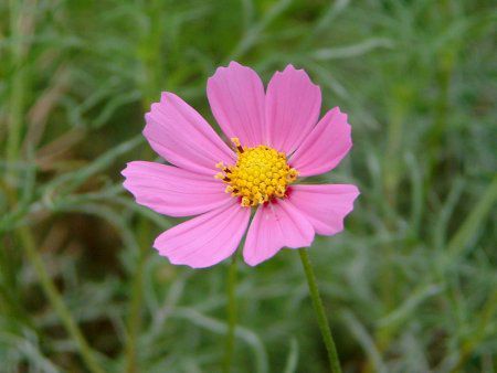 �R�X���X(Cosmos)