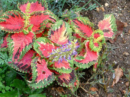 �R���E�X(Coleus)