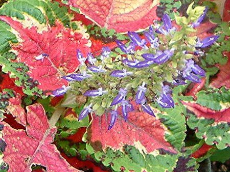 �R���E�X(Coleus)