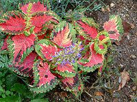 �R���E�X(Coleus)