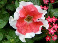 �y�`���j�A(Petunia)
