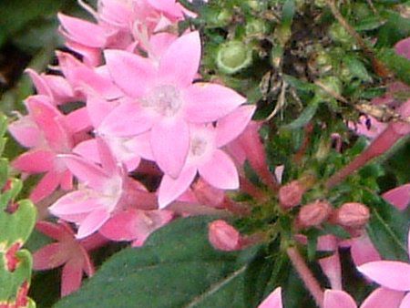 �y���^�X (Pentas)