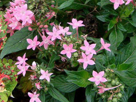 �y���^�X (Pentas)