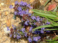 �A�W���K(Ajuga)