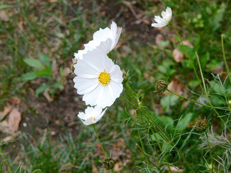 �R�X���X(Cosmos)