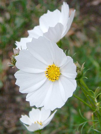 �R�X���X(Cosmos)