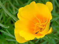 �J���t�H���j�A�E�|�s�[�iCalifornia poppy�j