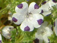 �l���t�B�� �}�N���[�^(Nemophila maculata)