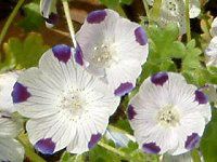 �l���t�B�� �}�N���[�^(Nemophila maculata)