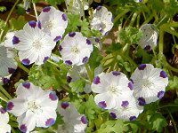 �l���t�B�� �}�N���[�^(Nemophila maculata)