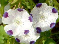 �l���t�B�� �}�N���[�^ �iNemophila maculata�j