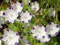 �l���t�B�� �}�N���[�^(Nemophila maculata)