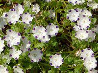 �l���t�B�� �}�N���[�^(Nemophila maculata)