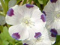 �l���t�B�� �}�N���[�^(Nemophila maculata)