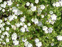 �l���t�B�� �}�N���[�^(Nemophila maculata)