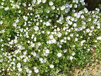 �l���t�B�� �}�N���[�^(Nemophila maculata)