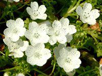 �l���t�B�� �X�m�[�X�g�[��(Nemophila 'Snowstorm')