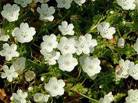 �l���t�B�� �X�m�[�X�g�[��(Nemophila 'Snowstorm')