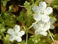 �l���t�B���E�X�m�[�X�g�[��(Nemophila 'Snowstormm') 