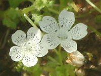 �l���t�B�� �X�m�[�X�g�[��(Nemophila 'Snowstorm')