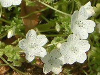 �l���t�B�� �X�m�[�X�g�[�� �iNemophila 'Snowstorm'�j