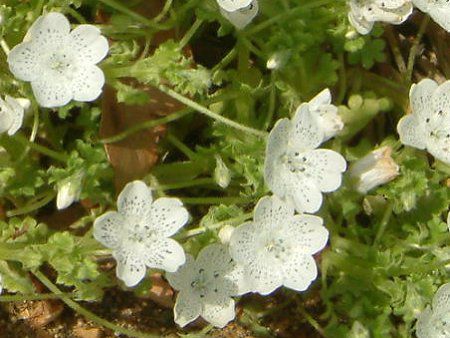 �l���t�B�� �X�m�[�X�g�[��(Nemophila 'Snowstorm')