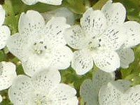 �l���t�B�� �X�m�[�X�g�[��(Nemophila 'Snowstorm')